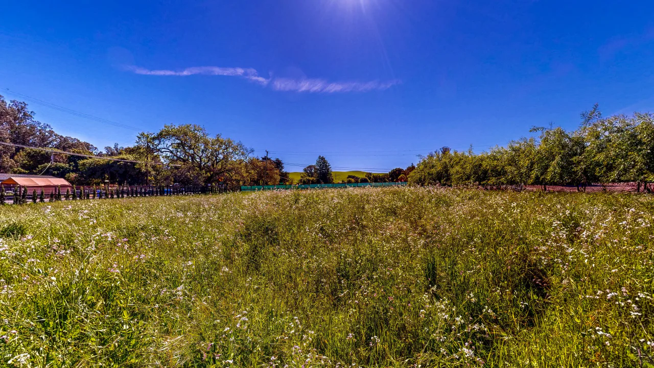 Open meadow and hills in western Sonoma County